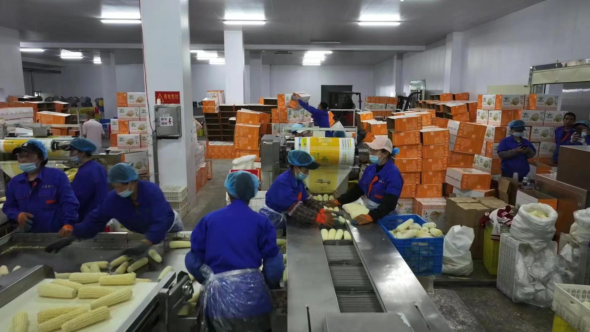 PG电子展会送来100万穗意向出口订单 首单10万穗鲜食玉米已发货(图2)
