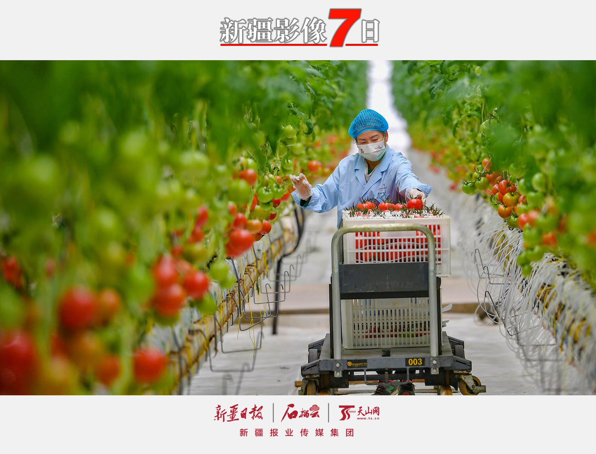 PG电子新疆影像7日（98）丨开放新疆 活力无限(图5)